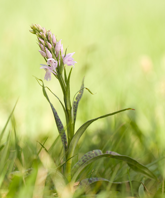 Dactylorhiza maculata