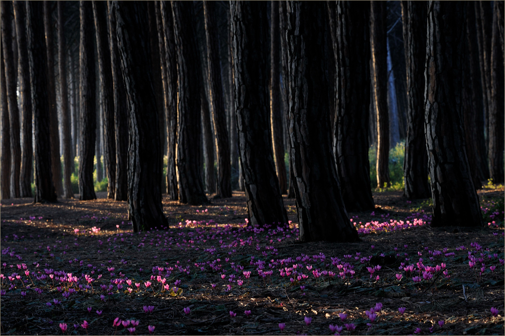 Abendstimmung im Pinienwald