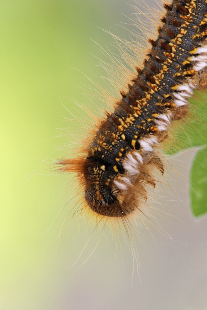 Grasglucke