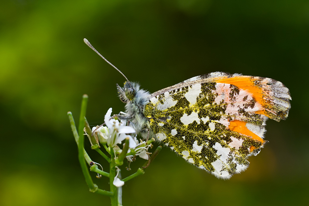 Aurorafalter - Anthocharis cardamines