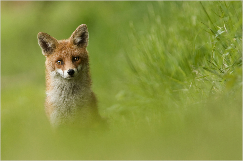 Noch mal der Fuchs
