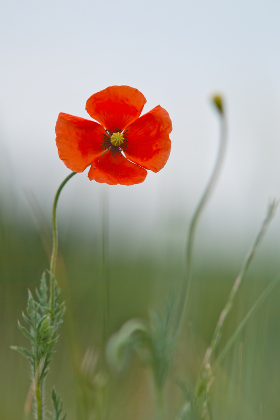 Mohn