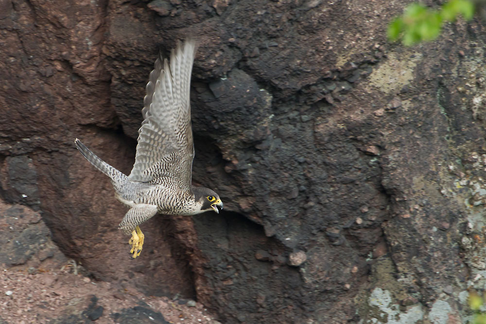 Wanderfalke - Falco peregrinus