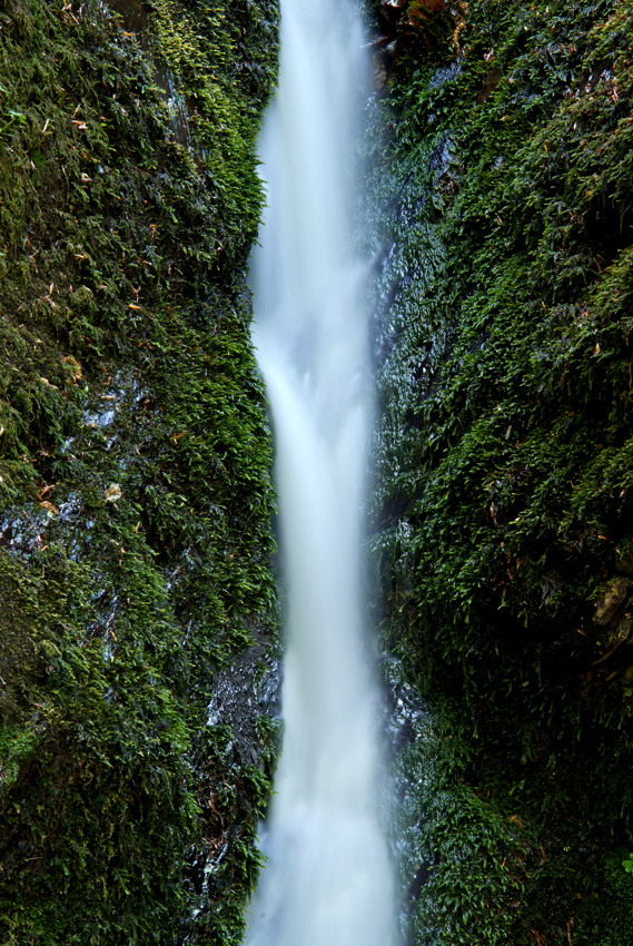 Moos und Wasser