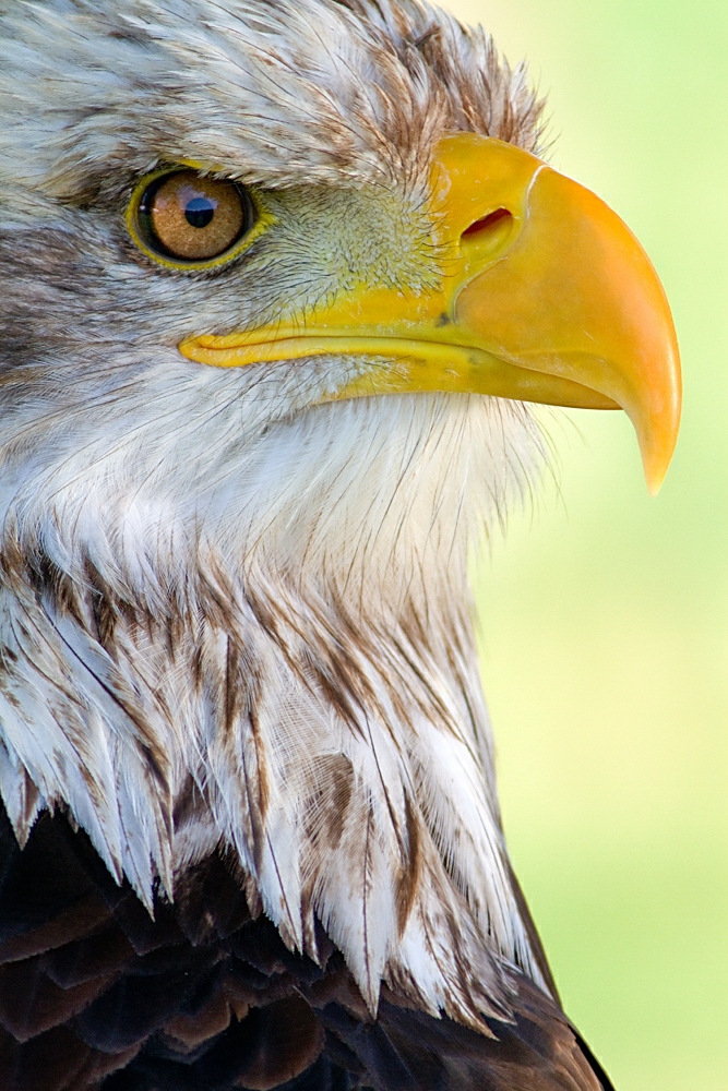 Weisskopfseeadler von den Naturfototagen