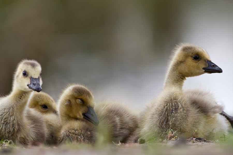 Kueken der Kanadagaense (Branta canadensis)