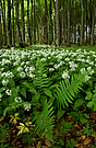 Im Bärlauchwald II