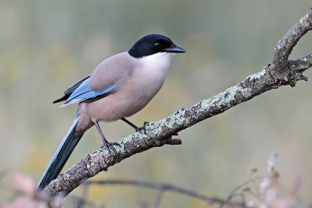 Blauelster