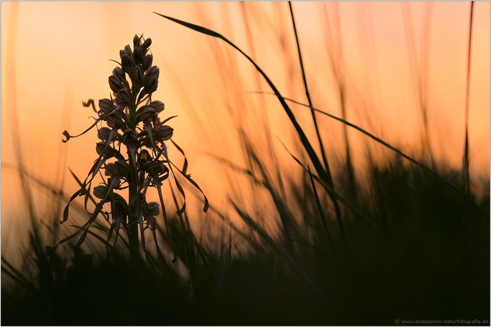 ~ Himantoglossum hircinum ~