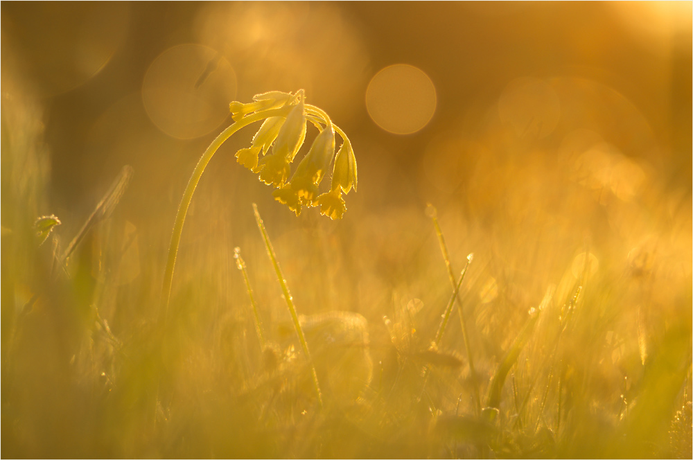 Schlüsselblume im Morgenlicht