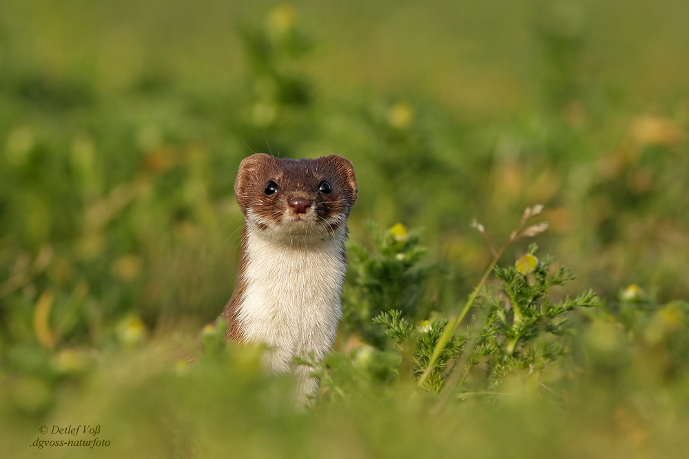 Mauswiesel  (  Mustela nivalis )