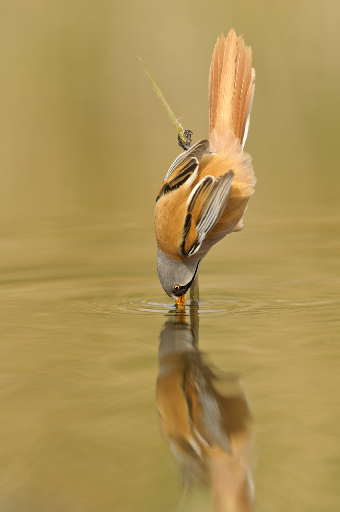 Bearded tit drinking