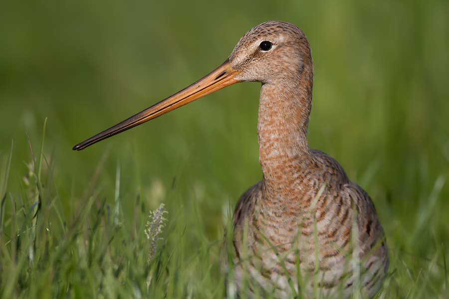 Portrait einer Uferschnepfe (Limosa limosa)