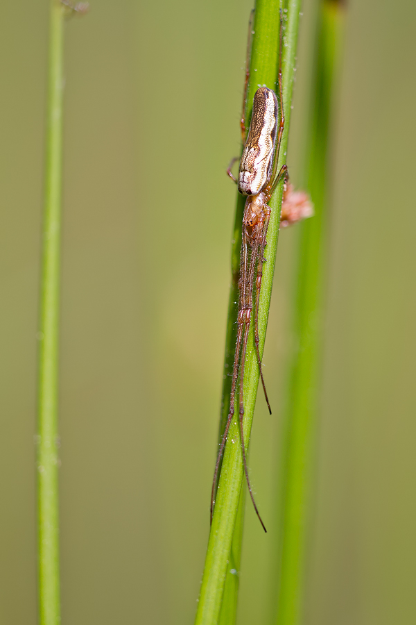 Bergstreckerspinne (Tetragnatha montana)