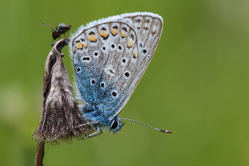 Polyommatus icarus - Hauhechel-Bläuling