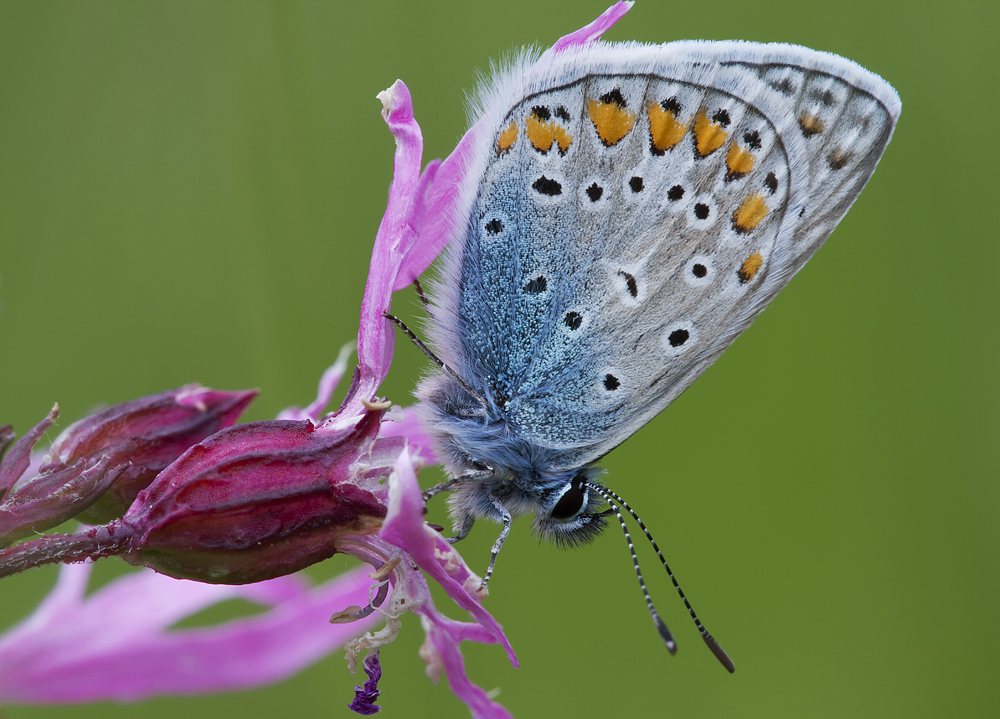Polyommatus icarus - Hauhechel-Bläuling II