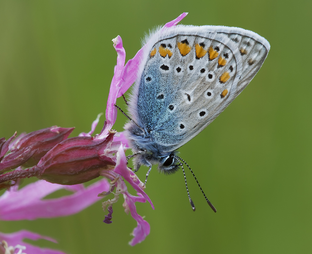 Polyommatus icarus - Hauhechel-Bläuling III