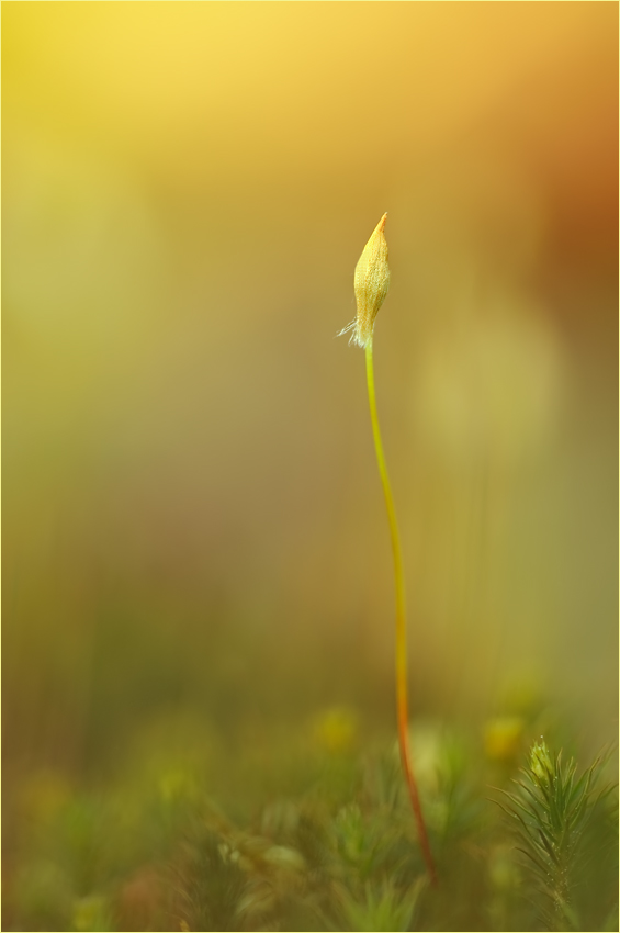 6 Jahre Naturfotografen-Forum