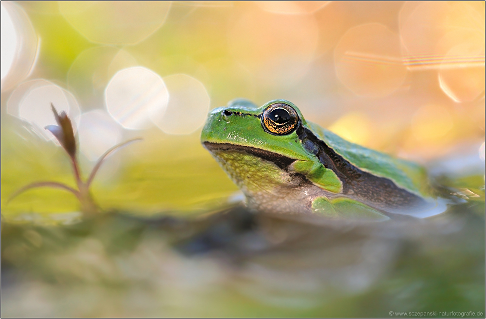 ~ Hyla arborea ~