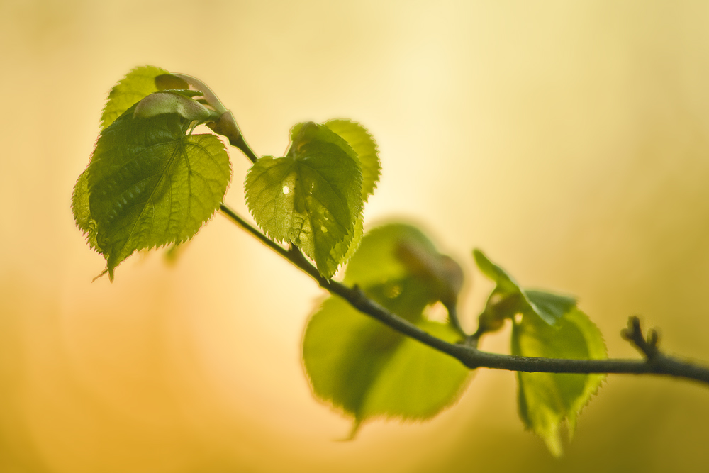 Linden-Herzen-Frische...