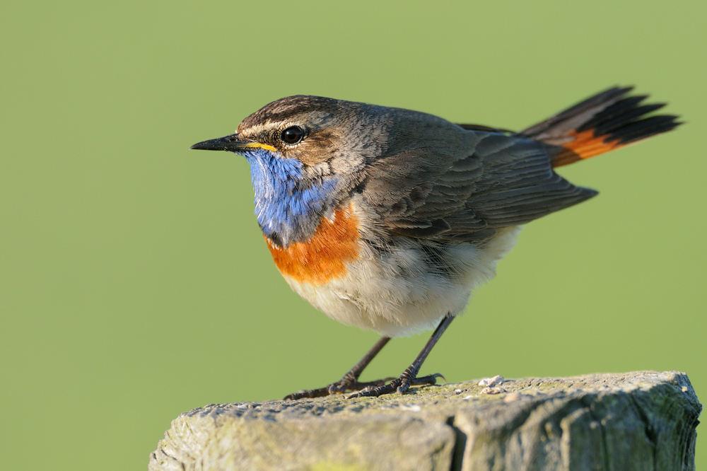 Blaukehlchen auf Pfahl !!