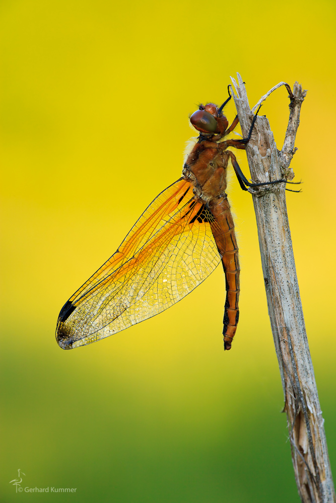 Libellula fulva