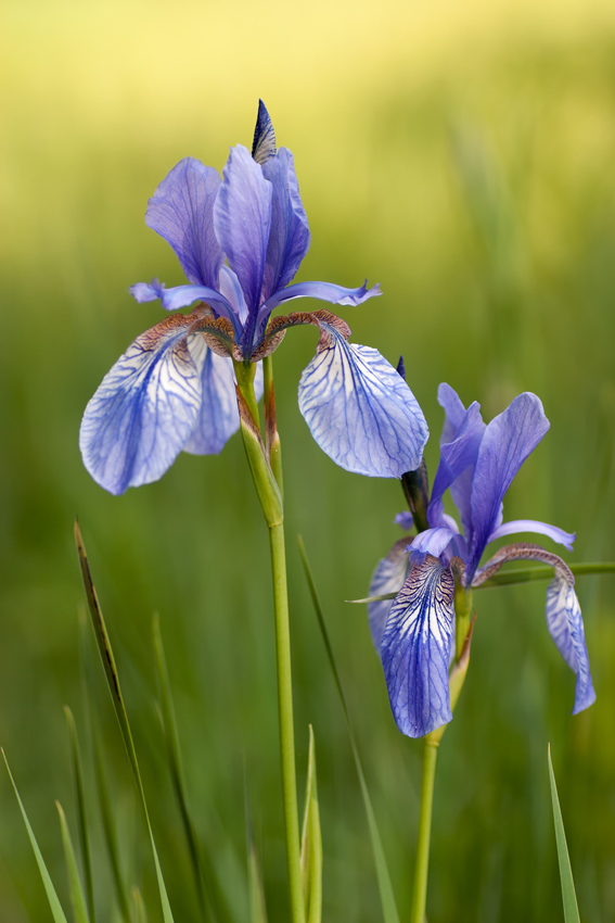 Iris sibirica