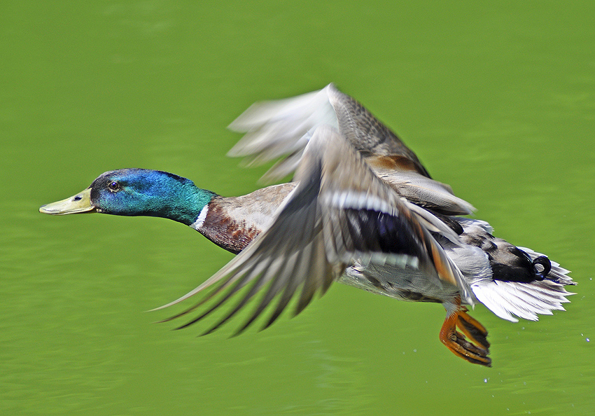 Ente bei Flug