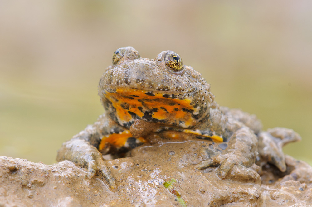 Gelbbauchunke (Bombina variegata)