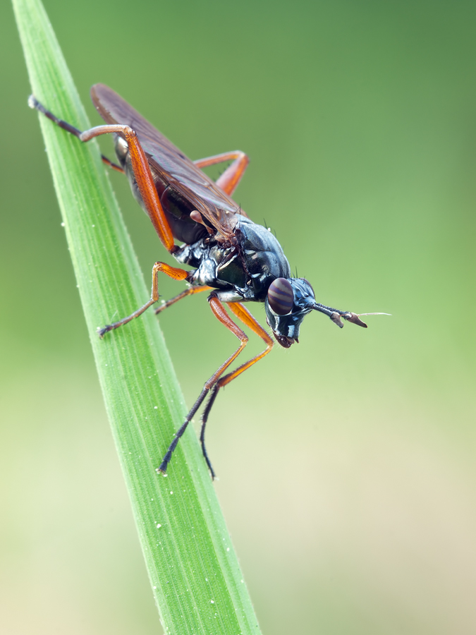 Hornfliege (Sepedon sphegea)