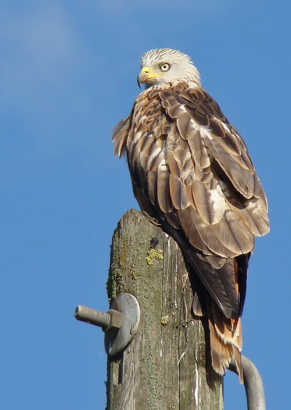 Red Kite