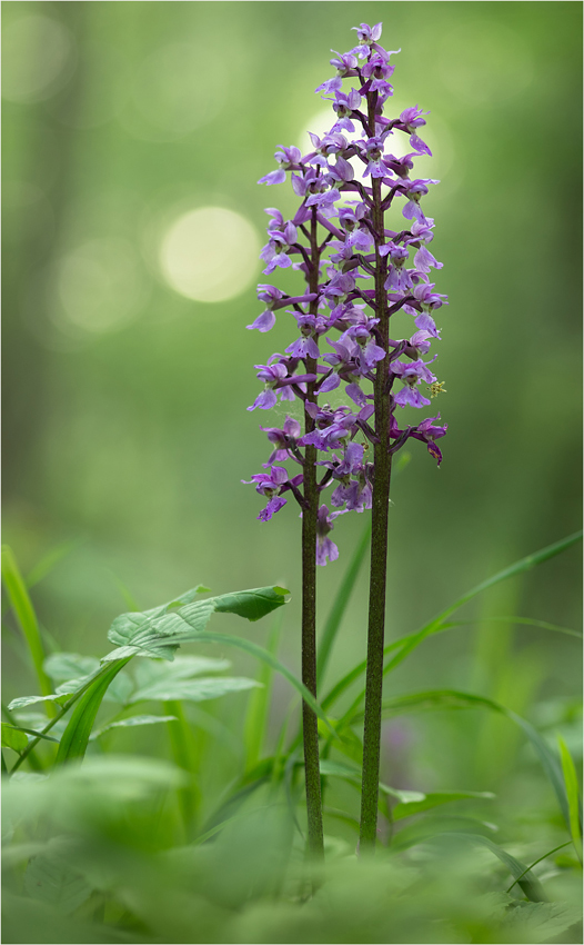 Stattliches Knabenkraut (Orchis mascula)