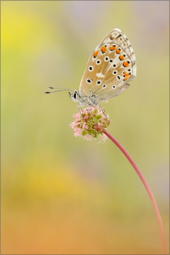 ~ bellargus ~