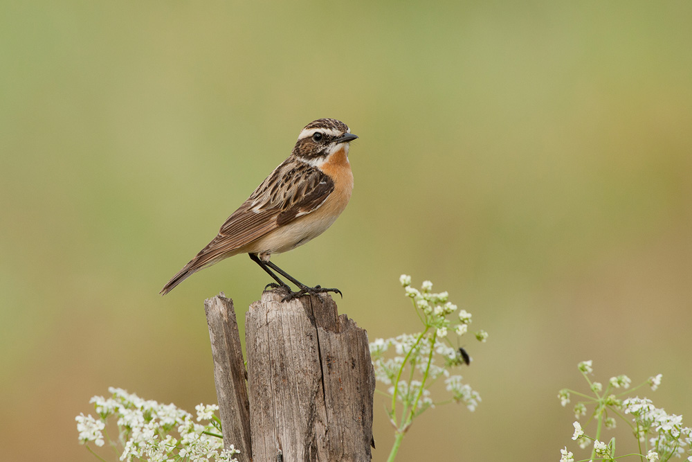 Braunkehlchen