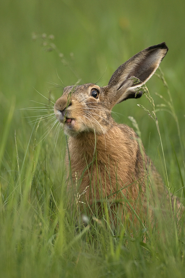 "In der Wiese...!"