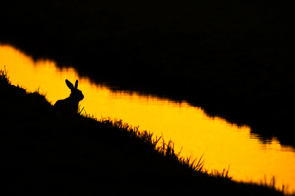 Hare in black