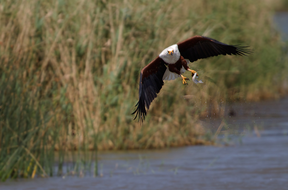 Afrikanischer Seeadler