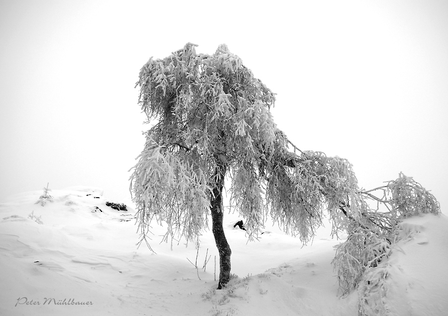 Birken Winterkleid