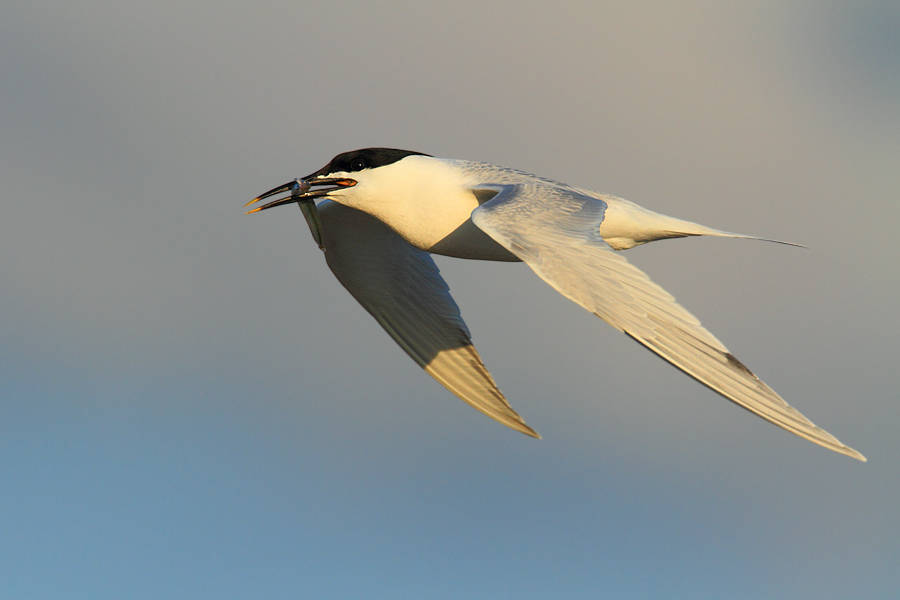 ~ Heimflug ~