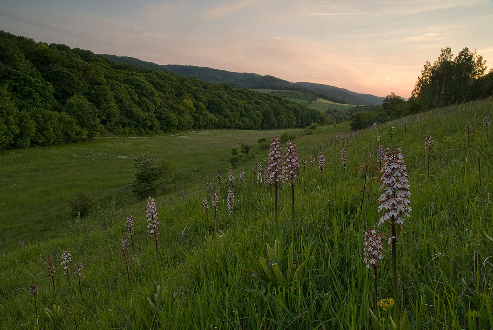 Orchis- Wiese