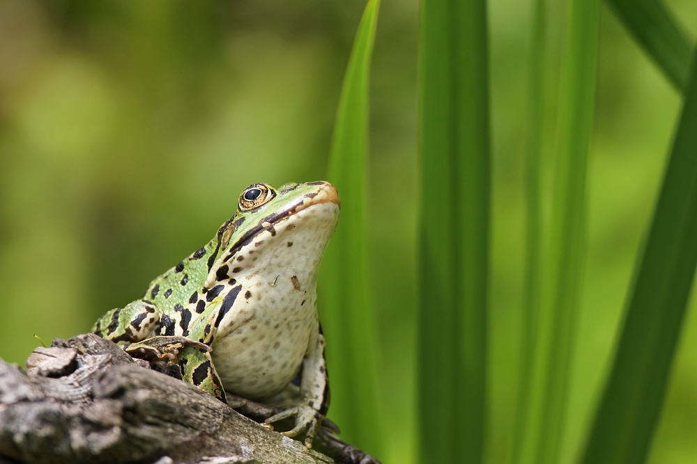 Erdkröte im Garten (Forum für Naturfotografen)