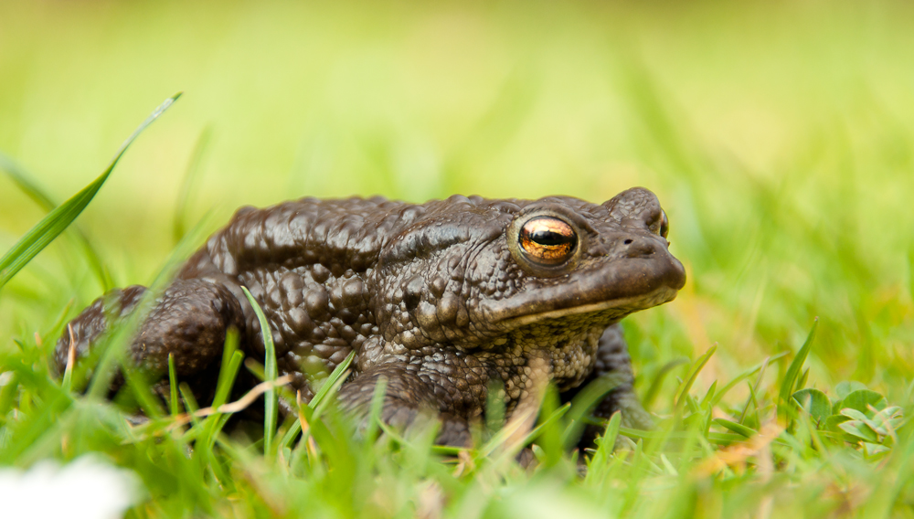 Erdkröte im Garten (Forum für Naturfotografen)