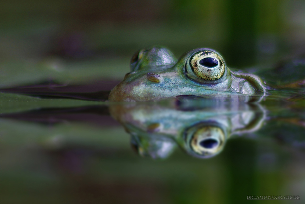 Europäischer Laubfrosch (Hyla arborea)