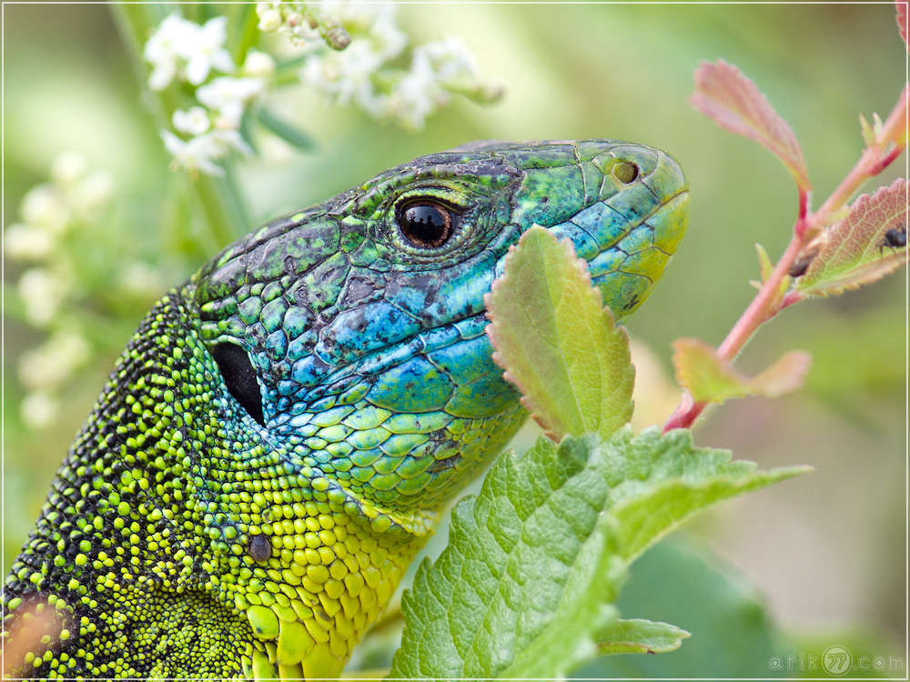 Westliche Smaragdeidechse - Lacerta bilineata