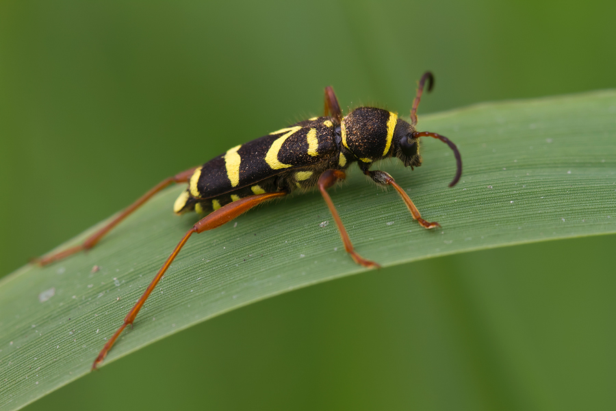 Echter Widderbock (Clytus arietis)