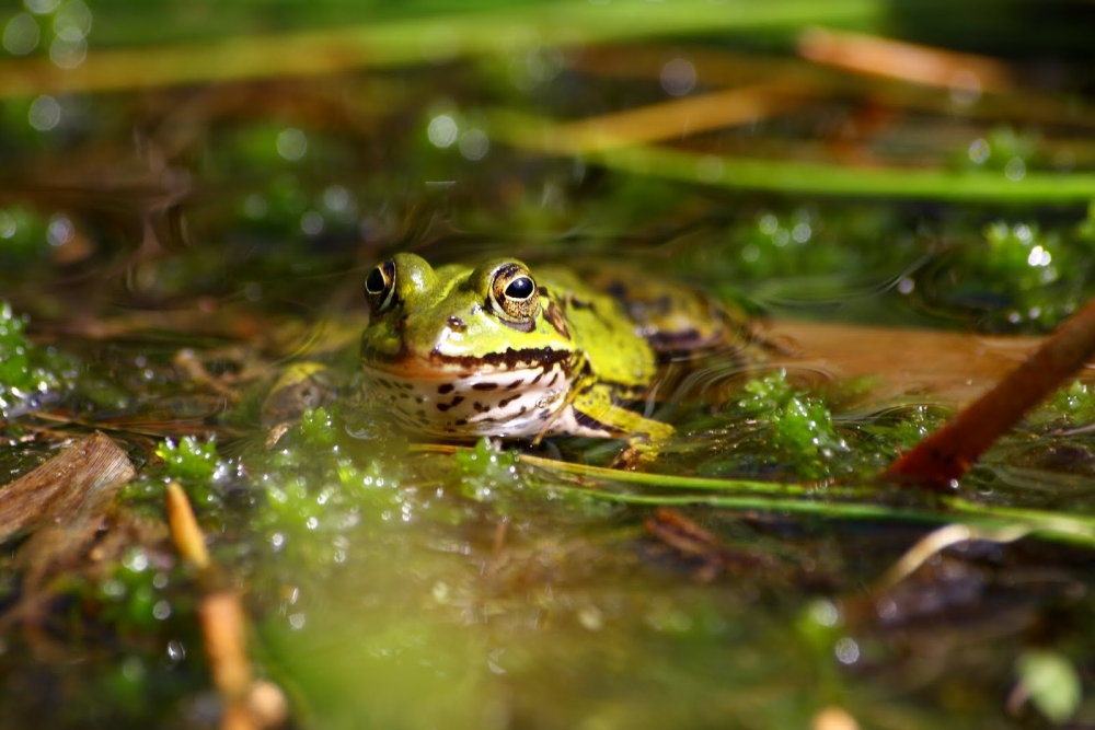 Teichfrosch