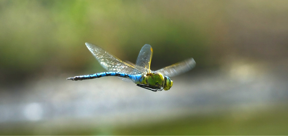 König im Flug erwischt!