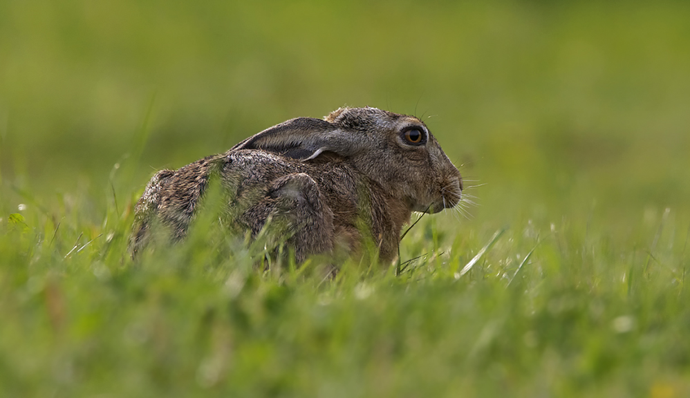 feldhase ( lepus europaeus )