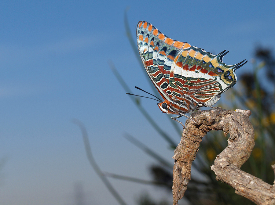 ERDBEERBAUMFALTER (Charaxes jasius) (2)