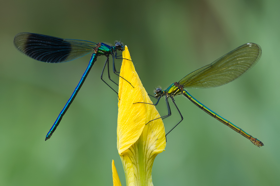 Paar der Gebänderten Prachtlibelle (Calopteryx splendens)